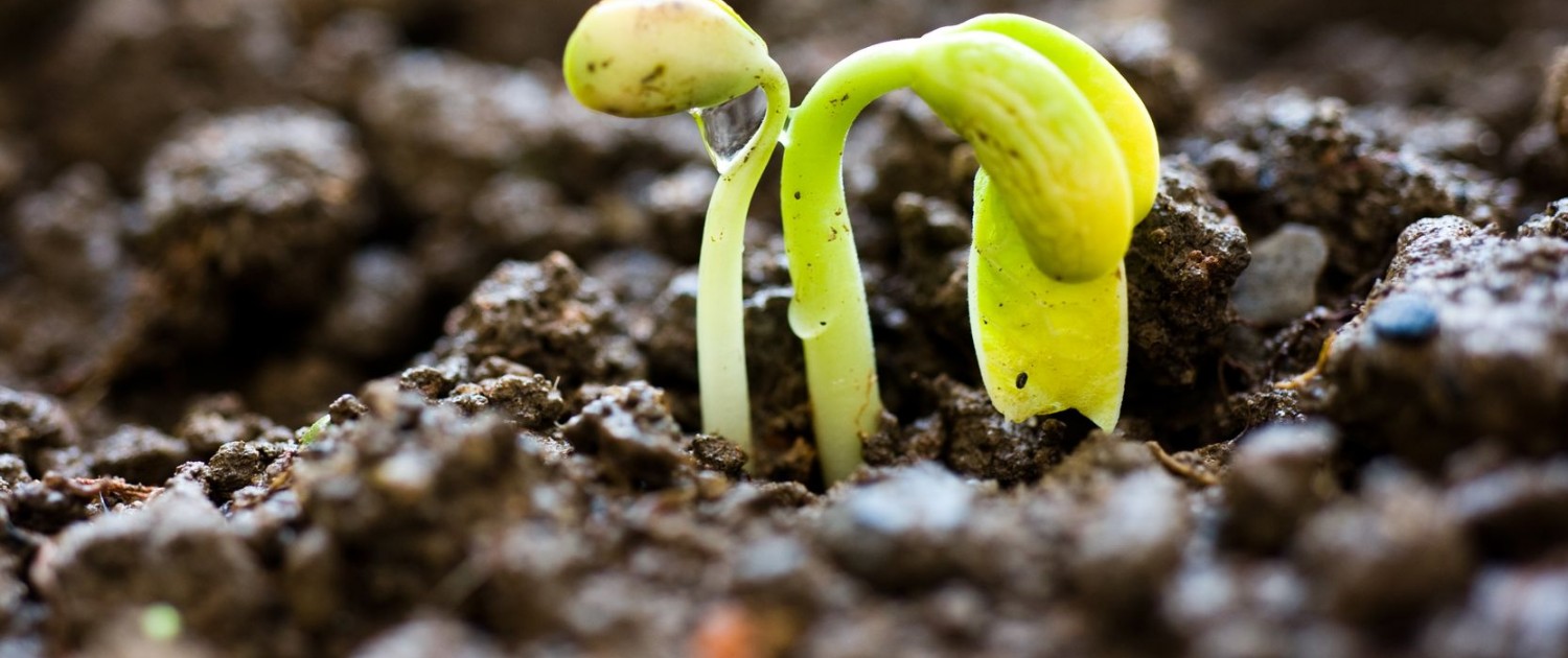 Germes-de-Croissance-de-votre-Entreprise